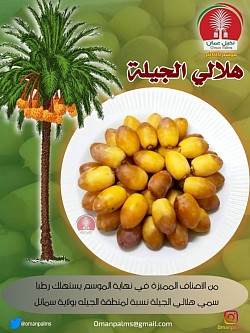 هلالي الجيلة
