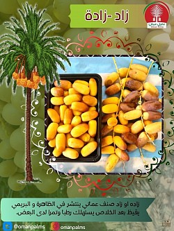 زاده