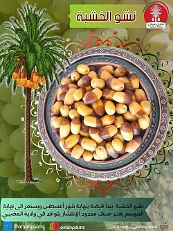 نشو الخشبة