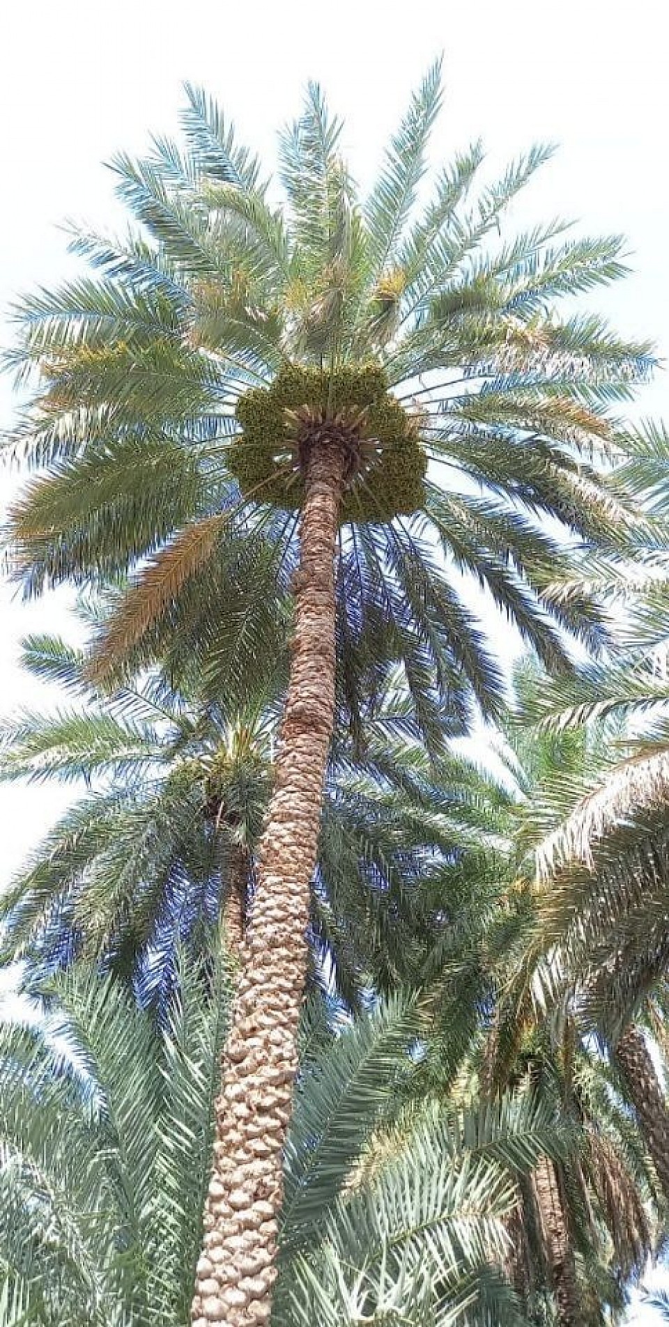Omanpalms