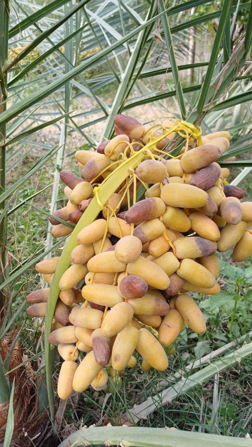 Omanpalms